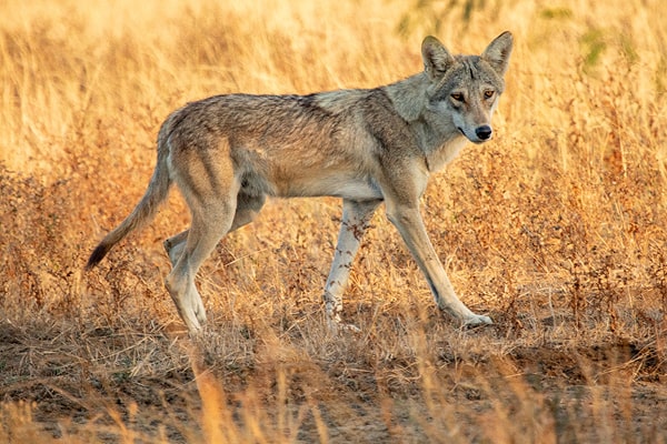 The Thrill of Witnessing an Indian Wolf on Hunt