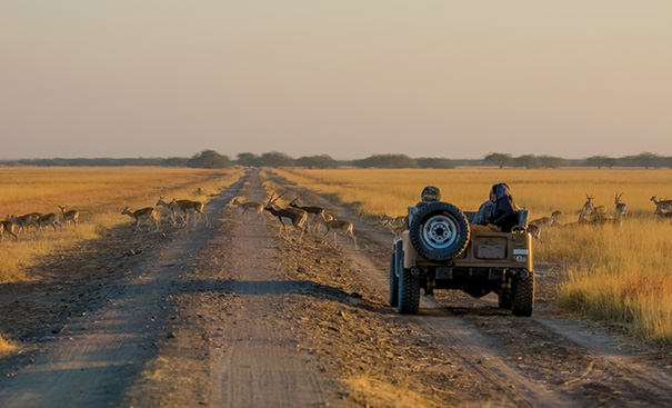 Jeep Safari