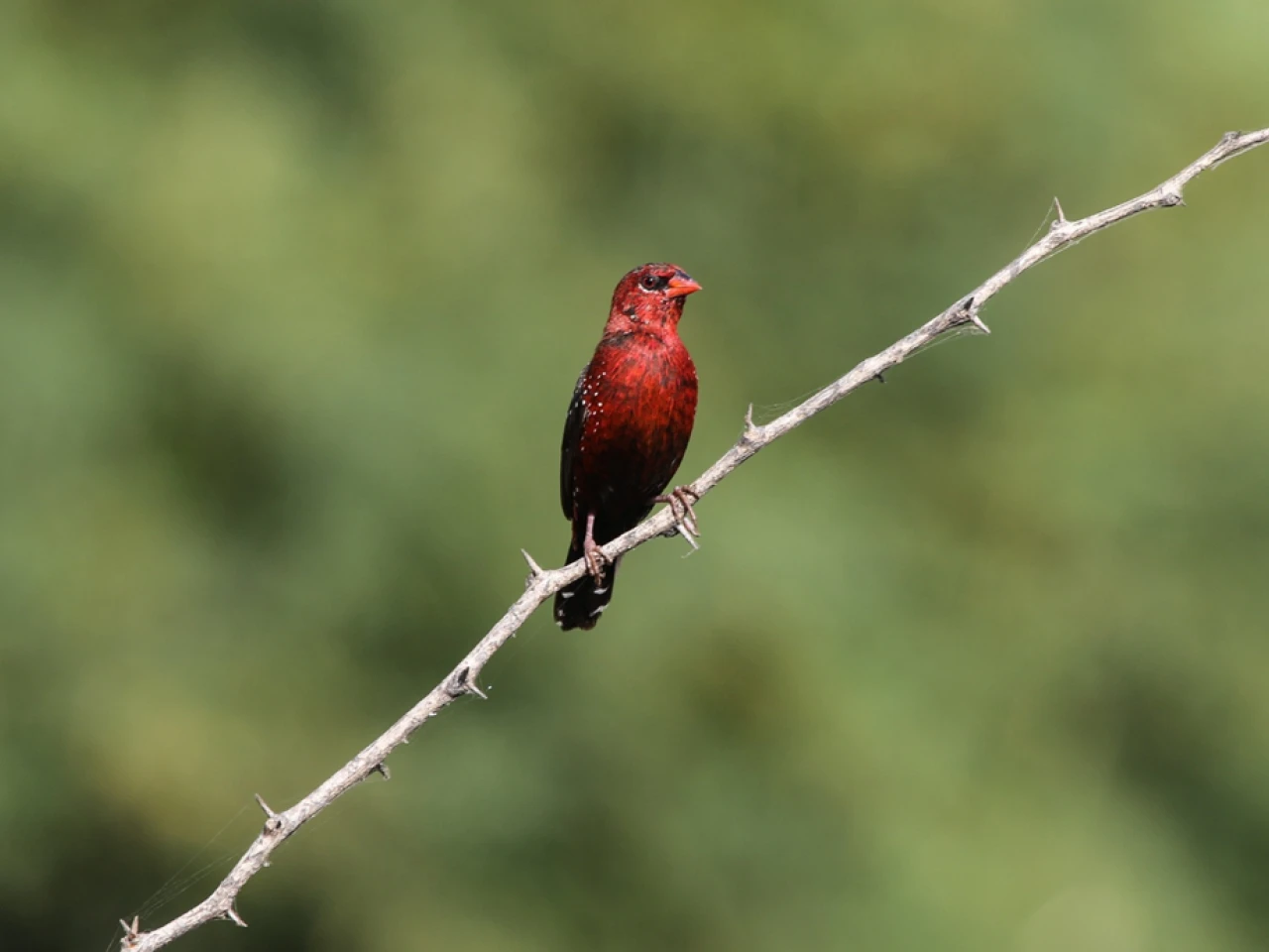The Thrill of Witnessing an Indian Wolf on Hunt