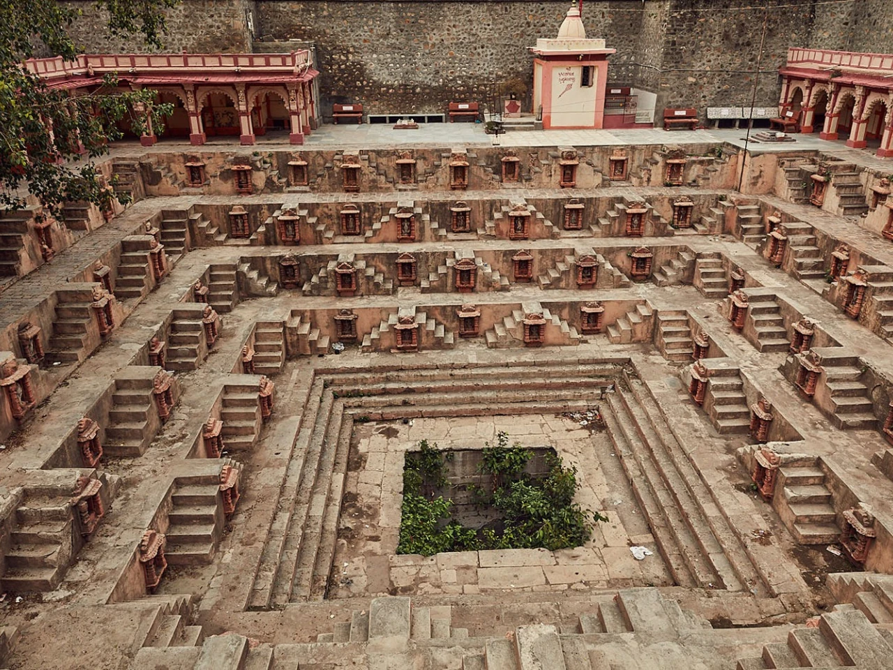 The Thrill of Witnessing an Indian Wolf on Hunt