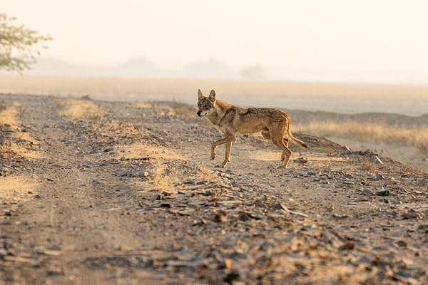 How Is the Asiatic Lion Census Conducted?