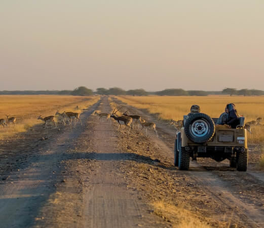 Jeep Safari